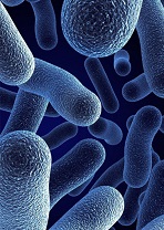 Bifidobacterium bifidum