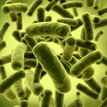 Bifidobacterium Lactis