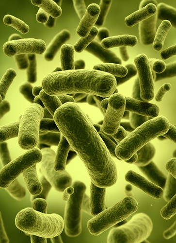 Bifidobacterium Lactis