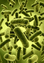 Bifidobacterium Lactis